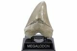 ” Fossil Aurora Megalodon Tooth - Collector Quality #215421-1